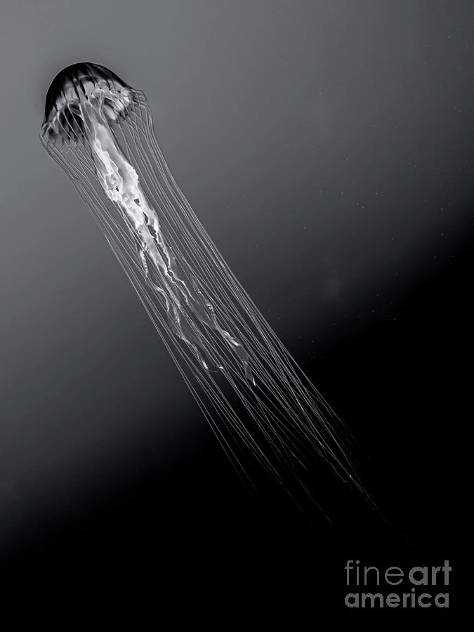 Black And White Photograph - Medusozoa - BW by James Aiken