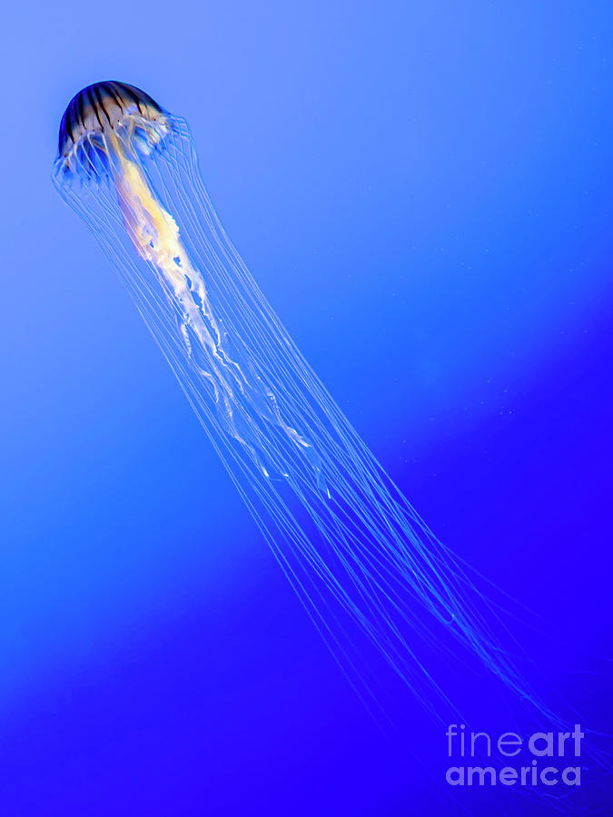 Medusozoa Photograph by James Aiken