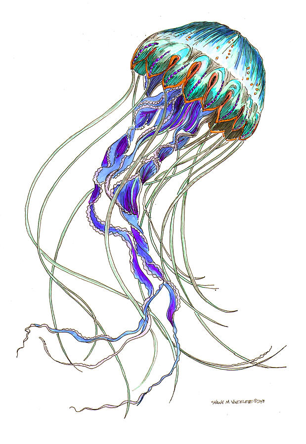 Medusozoa Drawing by Shawn Vincelette - Fine Art America