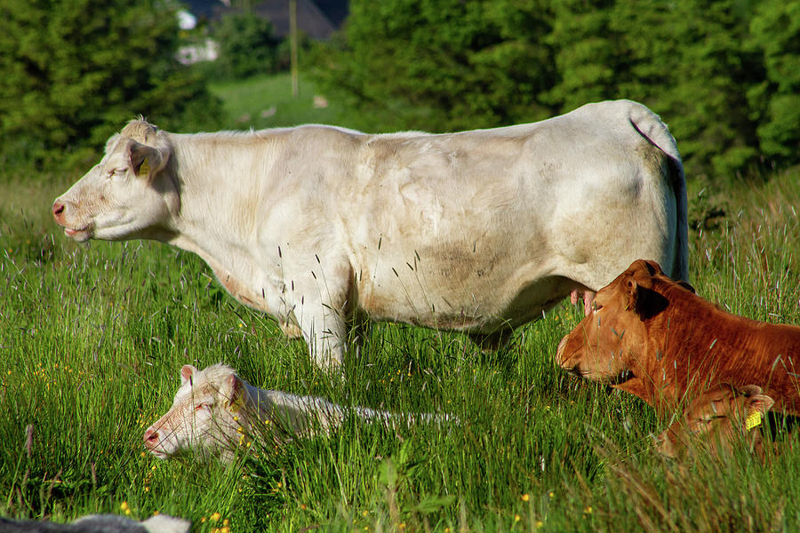 Meenoline Cows Photograph by Mark Callanan