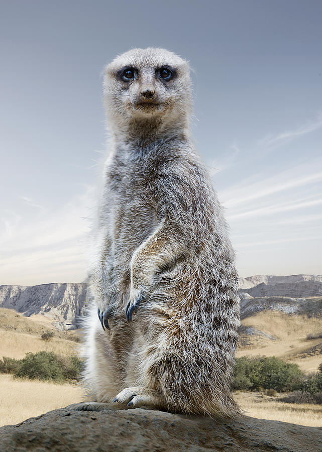 Meercat in Naturalistic Setting Photograph by Ed Freeman