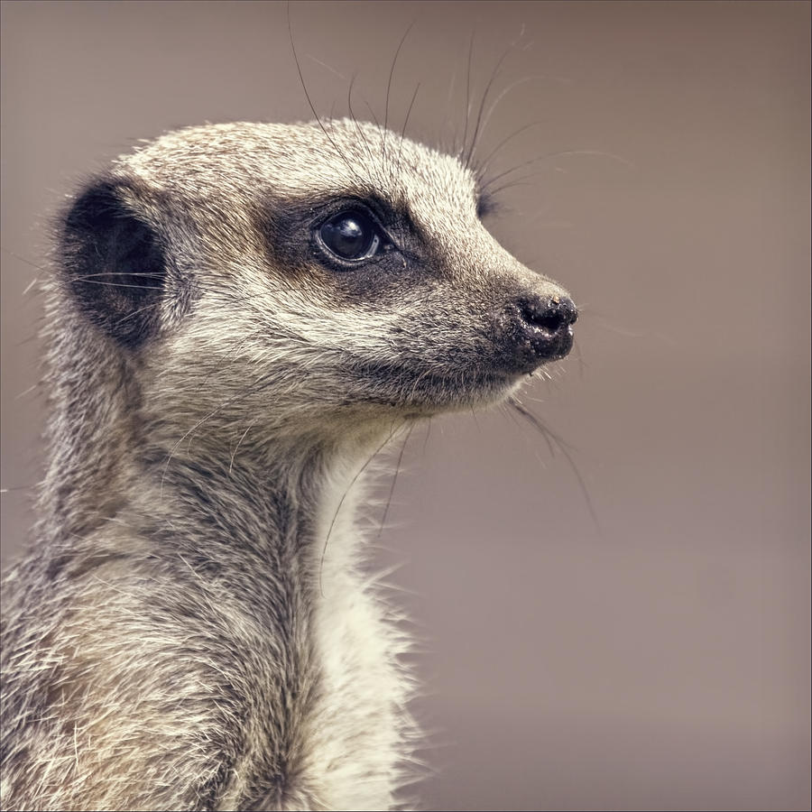 Meerkat Photograph by BlackCatPhotos