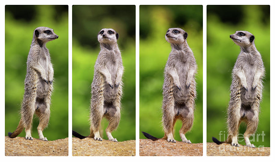 Meerkat Photograph - Meerkat collage by Jane Rix