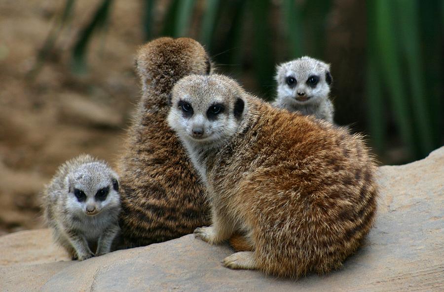Meerkat Family Photograph by Kristin Elmquist