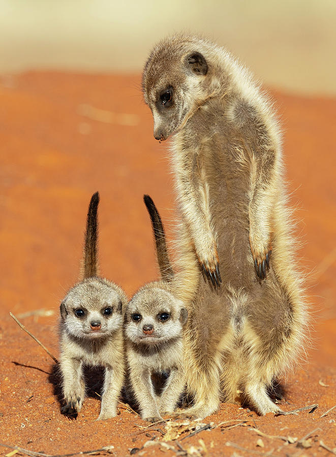 Meerkat Family Photograph by Max Waugh