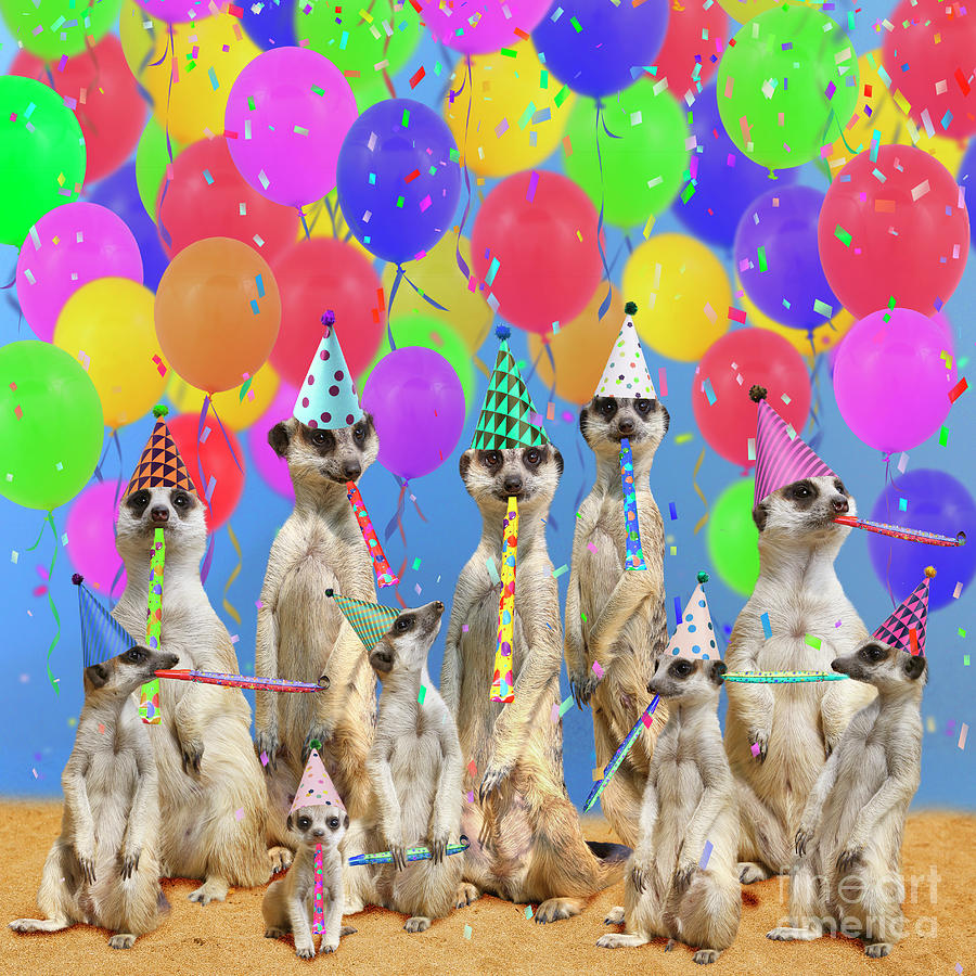 Meerkat family wearing party hats with streamers confetti and balloons ...