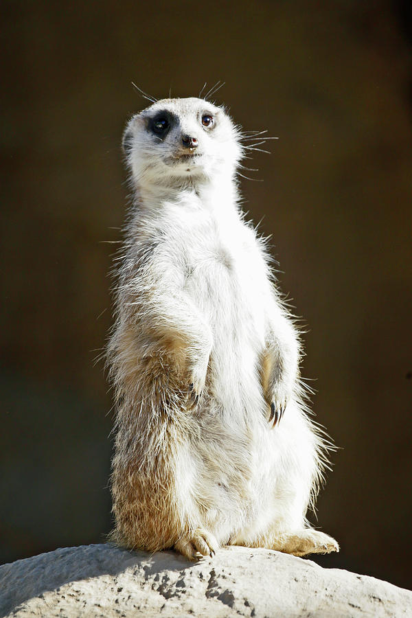 Meerkat Lookout Photograph