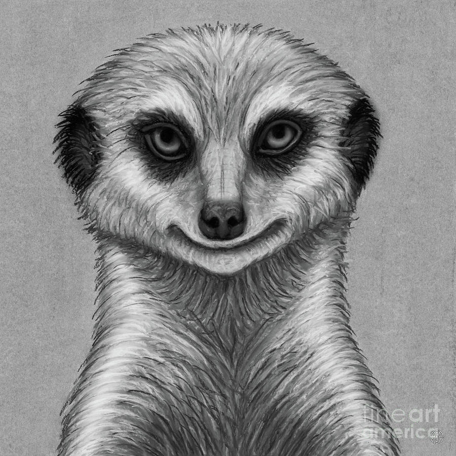 Meerkat Mob Boss. Black and White Drawing by Amy E Fraser
