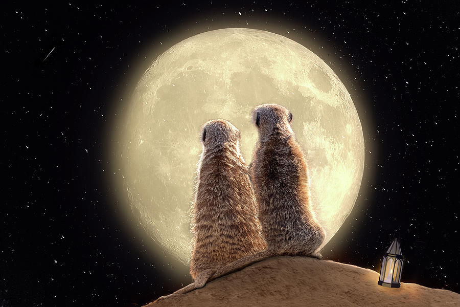 Animal Digital Art - Meerkat Moon by Nicole Wilde