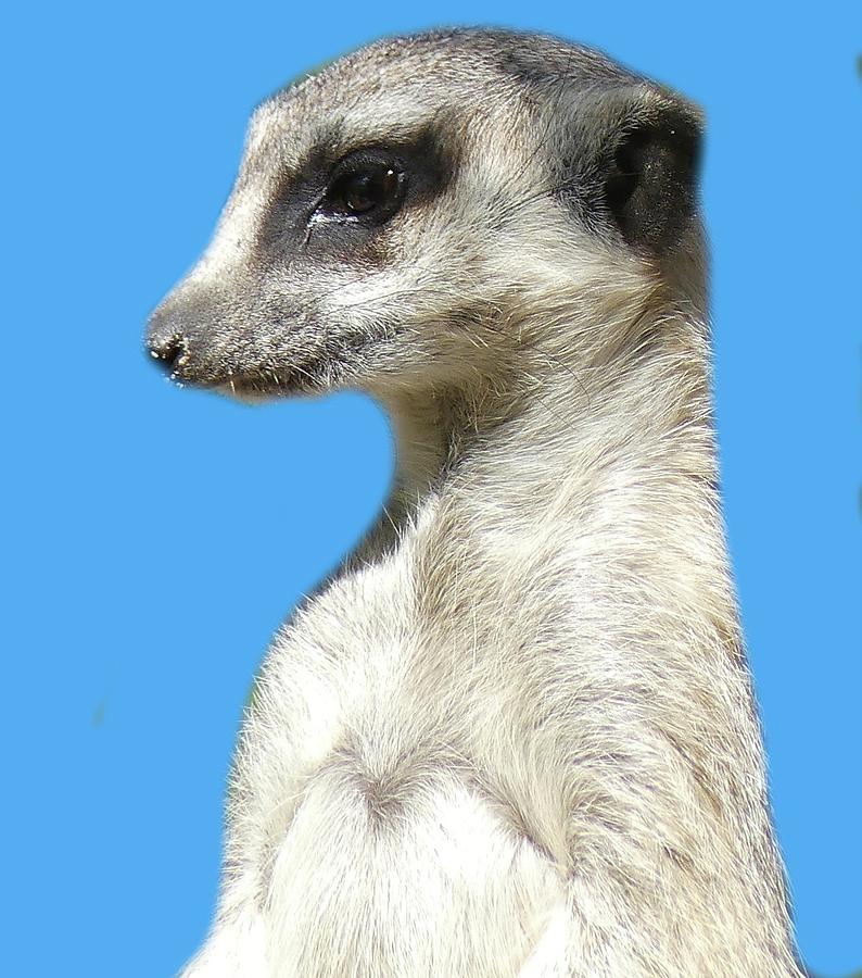 Nature Photograph - Meerkat Muse by Margaret Saheed