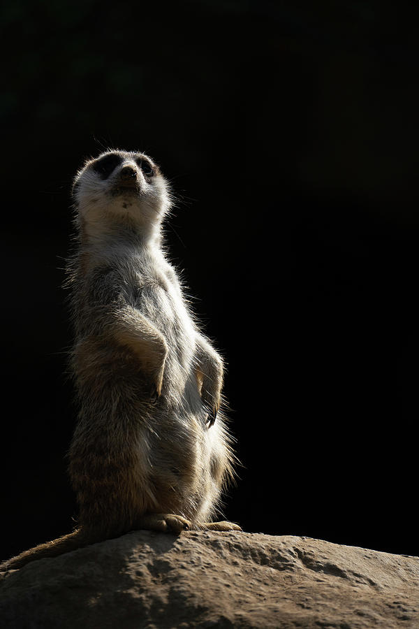 Meerkat Musing Photograph by Tina Horne