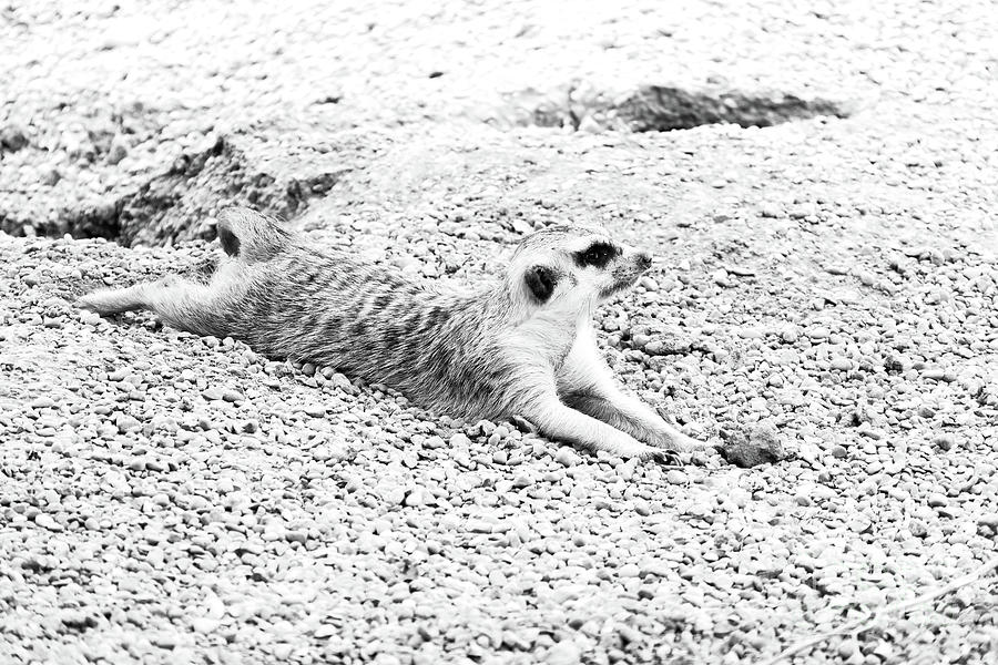 Meerkat on the rocks Photograph by Bentley Davis