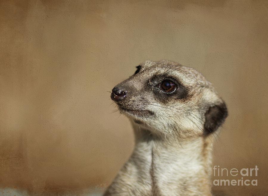 Meerkat Portrait Photograph by Eva Lechner