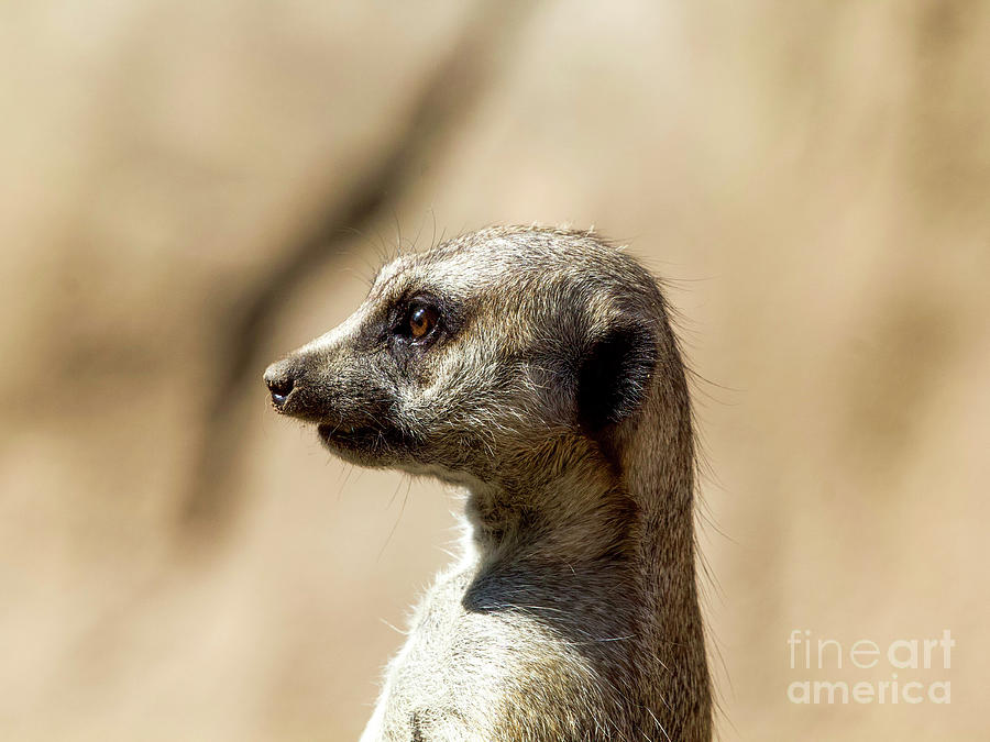 Meerkat Profile  Photograph by Shirley Dutchkowski
