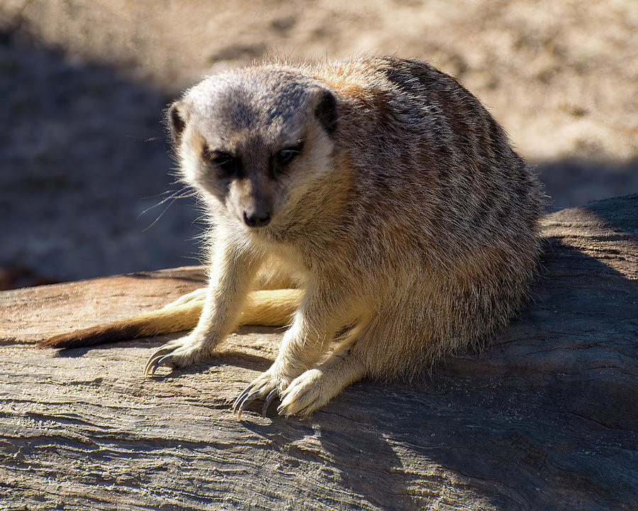 Meerkat Resting On A Rock Photograph by Flees Photos