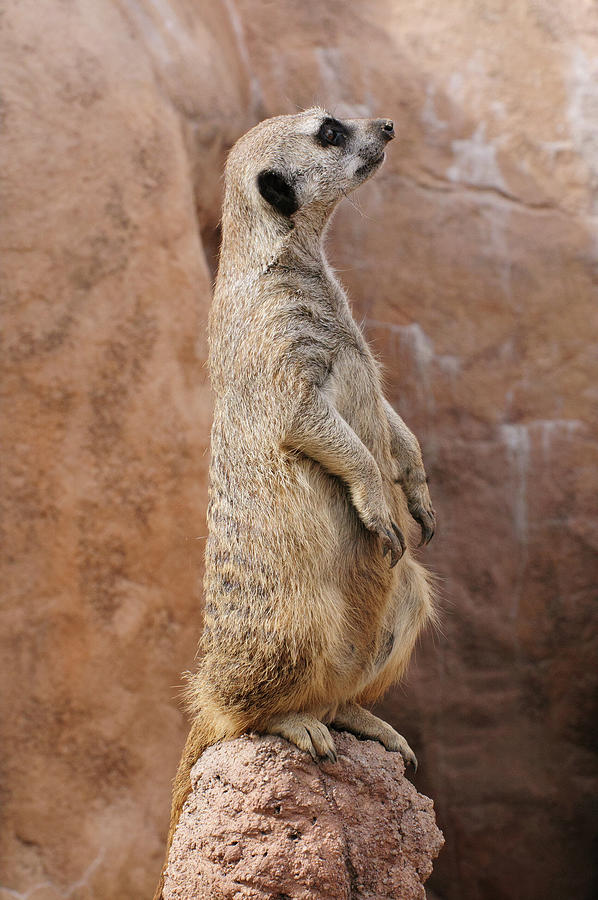 Meerkat Sentry On a Rock Photograph by Tom Potter