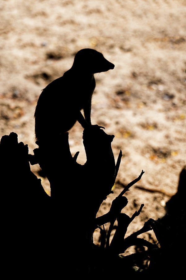 Meerkat Sentry Silhouette Photograph by Artur Bogacki