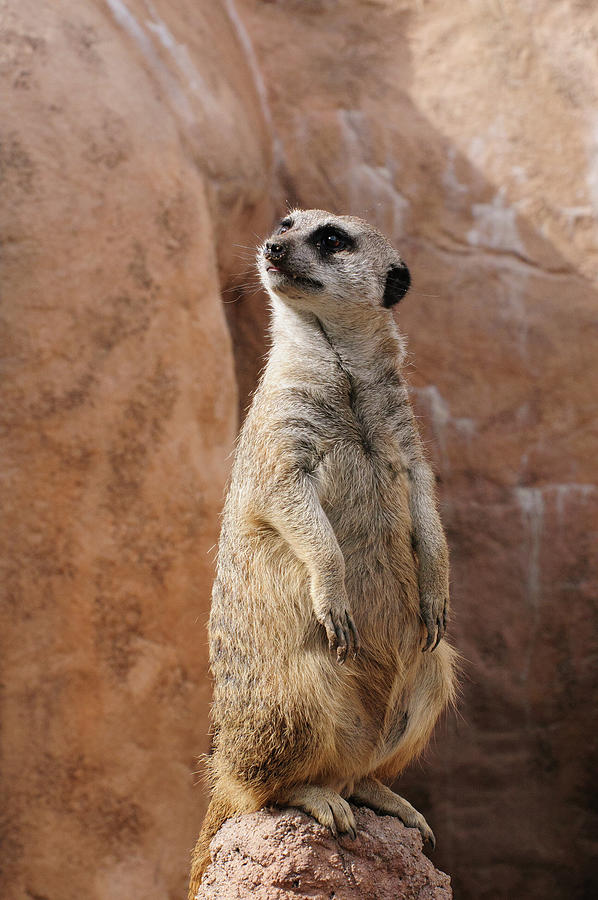 Meerkat sentry standing guard duty perched on a rock at attention Photograph by Tom Potter
