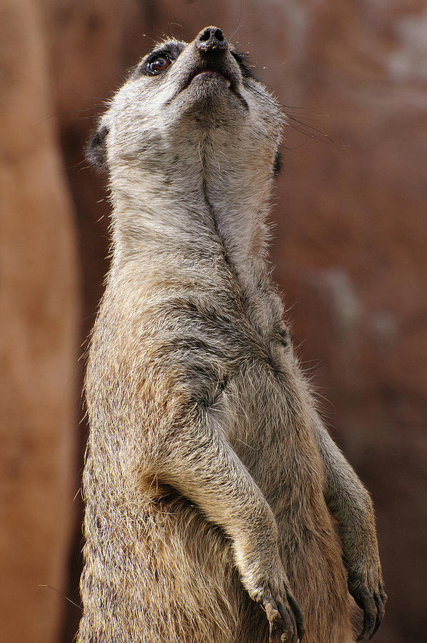 Meerkat sentry standing guard duty perched on a rock Photograph by Tom Potter