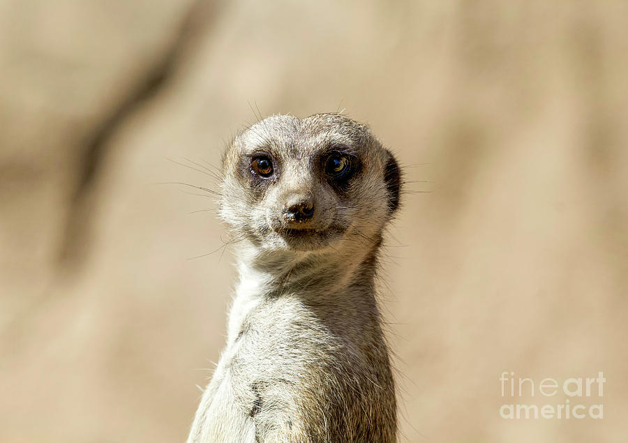 Meerkat Photograph by Shirley Dutchkowski