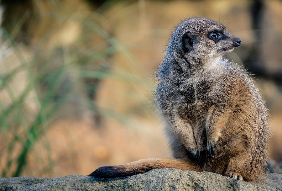 Free photo: meerkat, watch, guard, cute, supervisor, attention, ausschau |  Hippopx