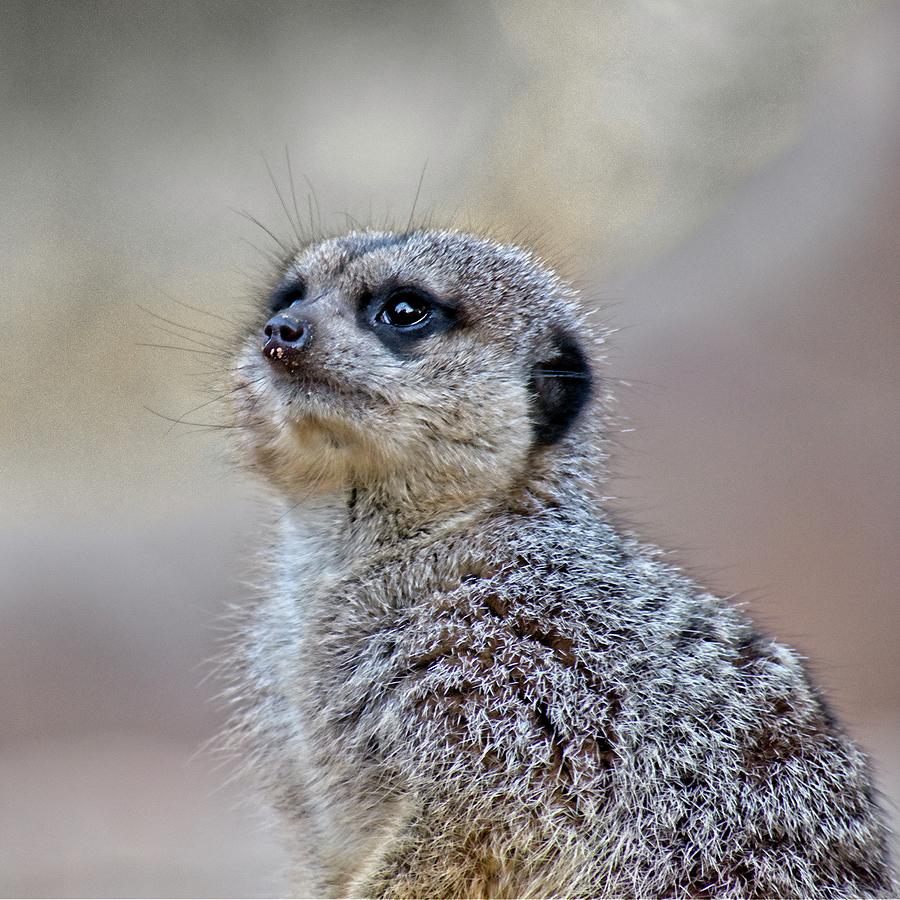 Meerkat Photograph by Steven Ralser
