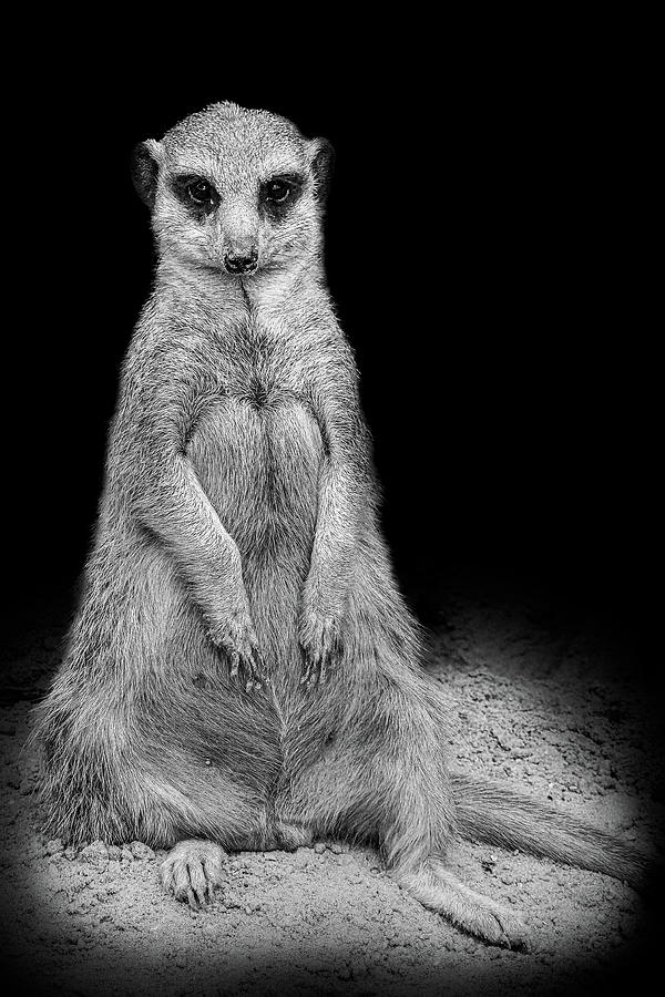 Meerkat Photograph by Tom Van den Bossche