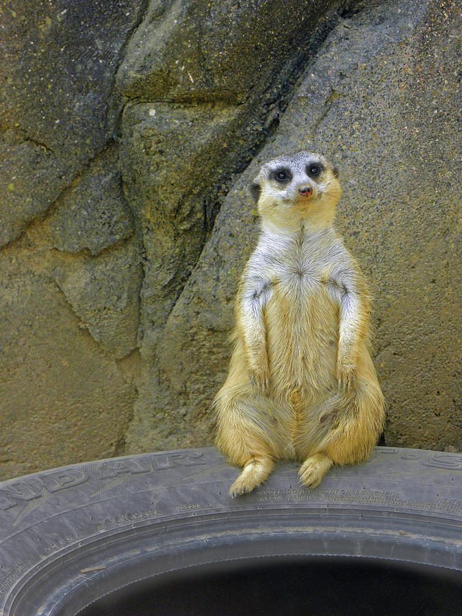 Meerkat Tired Of Sitting Photograph by Sandi OReilly
