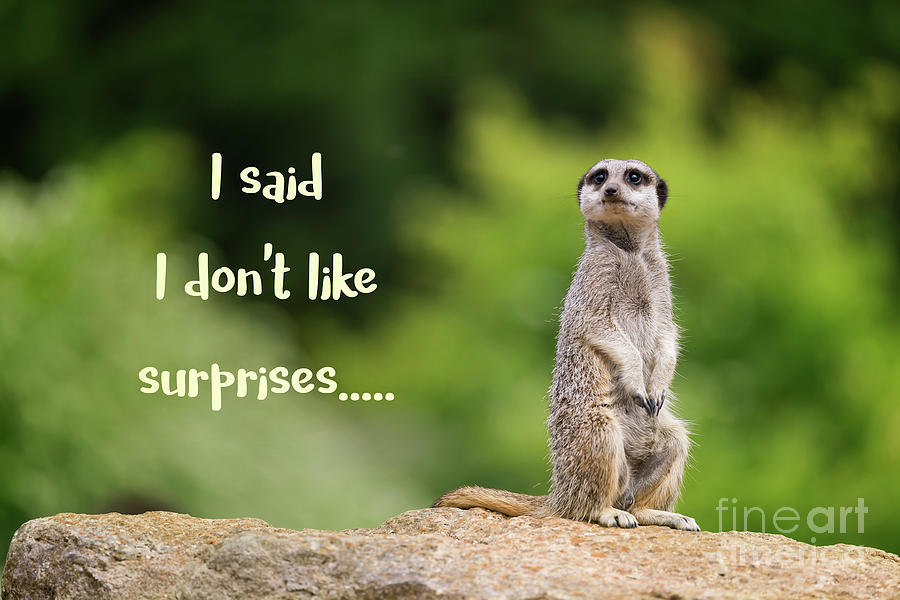 Wildlife Photograph - Meerkat who doesnt like surprises by Jane Rix