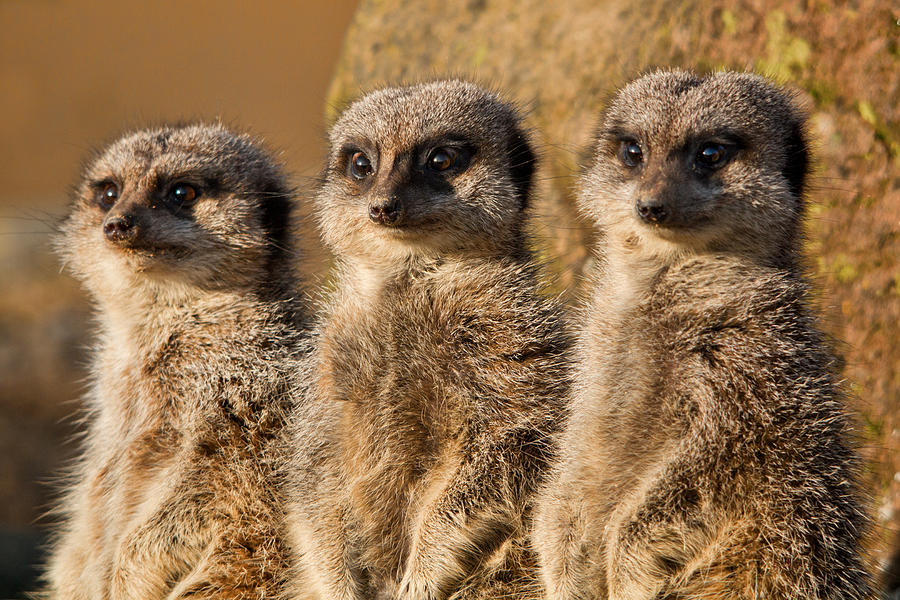 Meerkats Photograph by Alan Tunnicliffe Photography