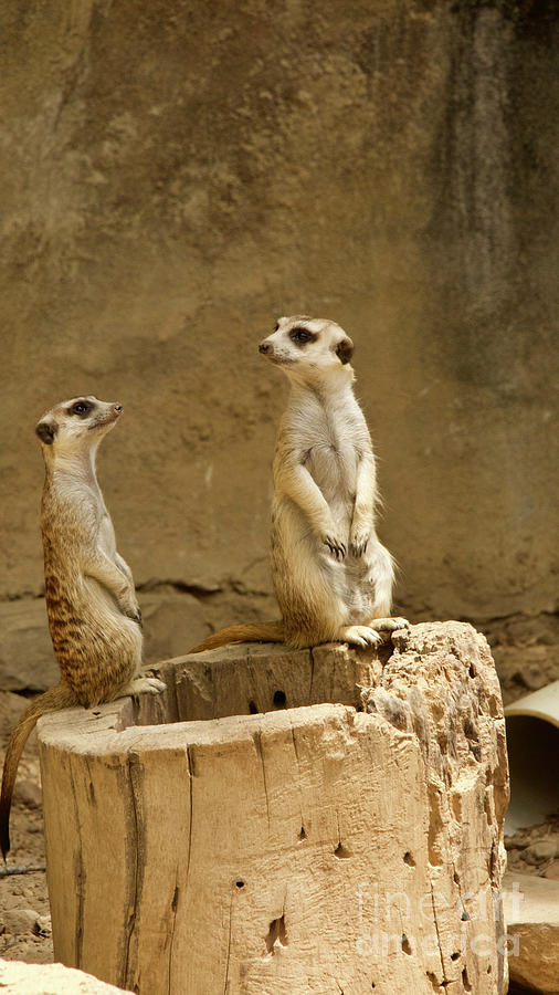 Meerkats Photograph by Amy Curtis