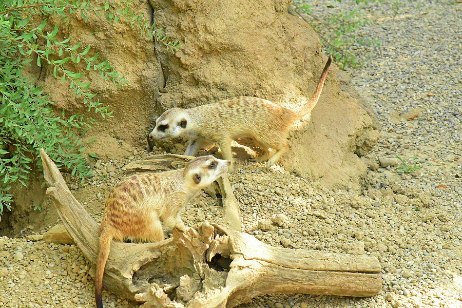 Meerkats At Work Photograph