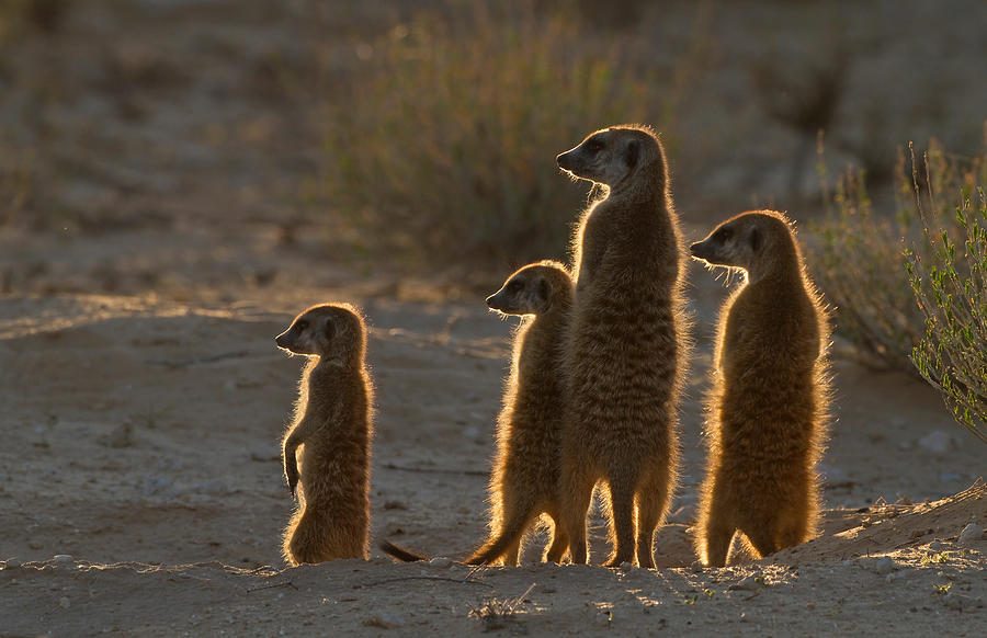 Meerkats catching the morning sun, Kgalagadi Transfrontier Park, Africa Photograph by Image Source