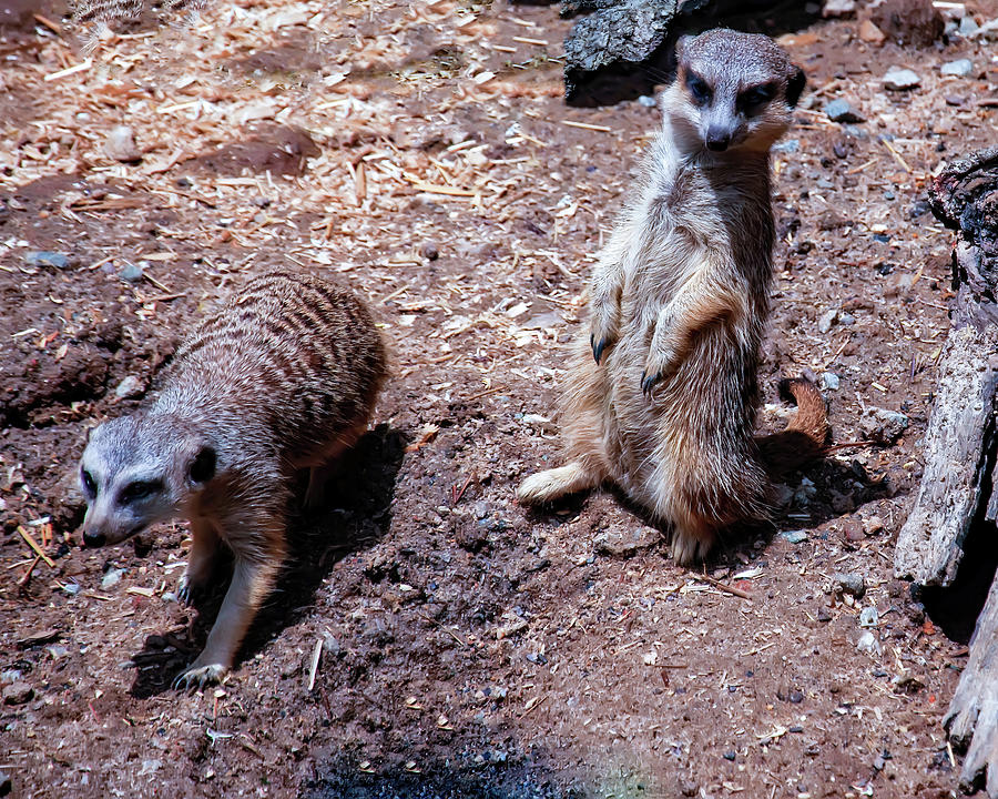 Meerkats Photograph by Flees Photos
