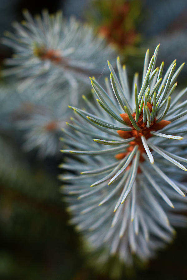 Nature Photograph - Meet Me At The Blue Spruce by Katlyn Reynolds