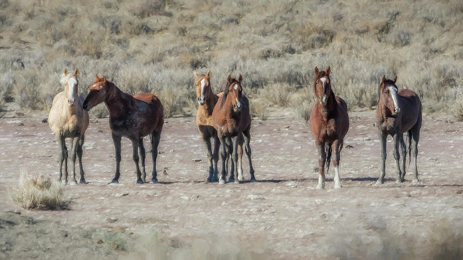 Meet the Boys in the Band Photograph by Belinda Greb