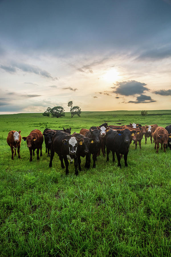 Meet the Herd - Cows Gather at Sunset in the Flint Hills of Kansas ...