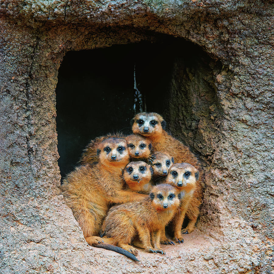 Meet The Meerkats Photograph by Ron Dubin