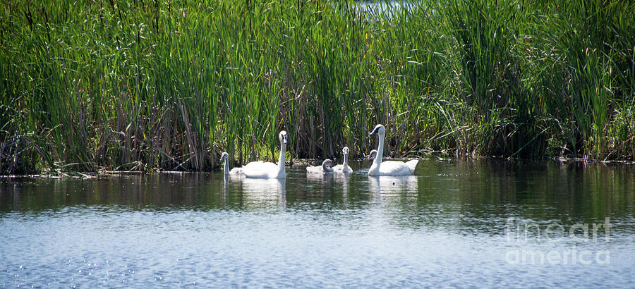 Meet the Swan Family I Photograph by Deborah Klubertanz