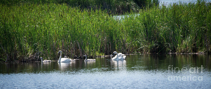 Meet the Swan Family II Photograph by Deborah Klubertanz