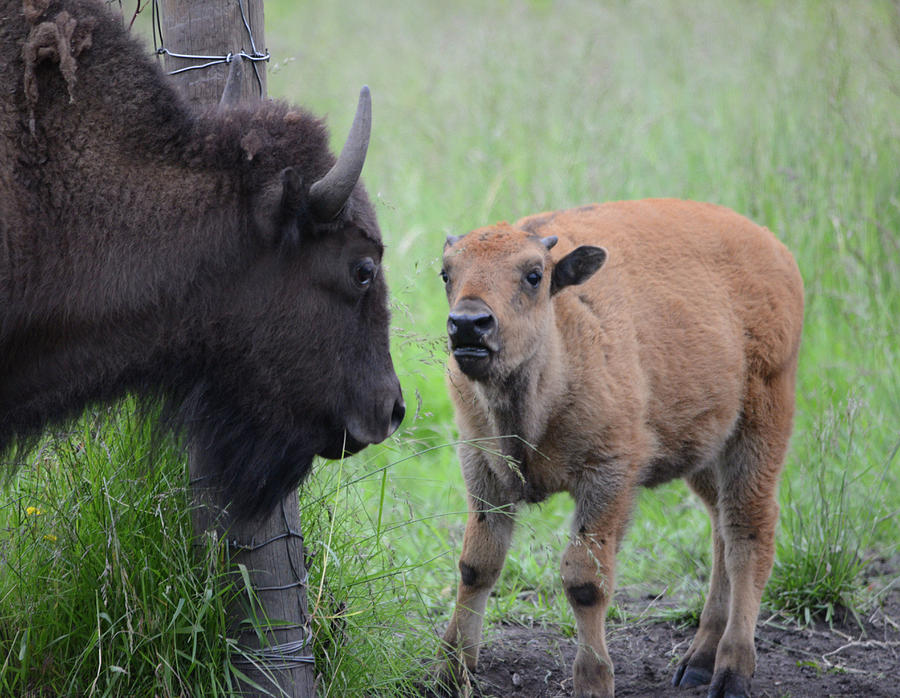 Meeting At The Gate- The Bison Generations Photograph