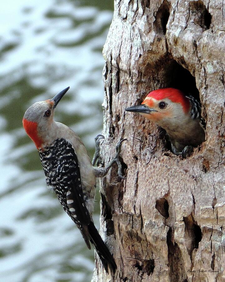 Bird Photograph - Meeting of the Mates Red Bellied Woodpeckers by Barbie Corbett-Newmin