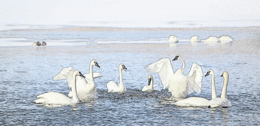 Meeting of the Swans - Photo Sketch Photograph by Patti Deters