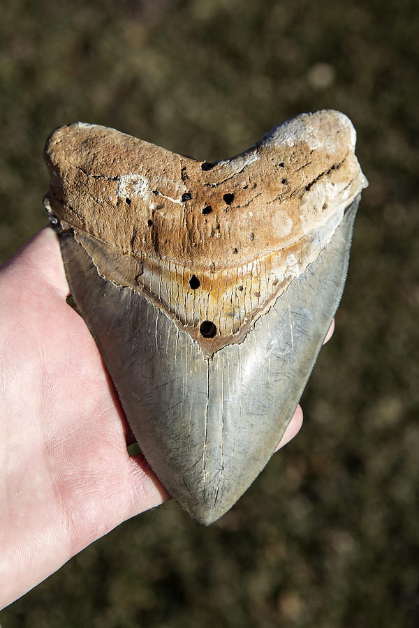 Megalodon Fossil Shark Tooth Photograph by Daniel A. Leifheit