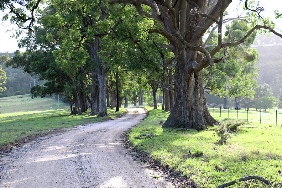 Megalong Valley Road Photograph by Alison A Murphy - Fine Art America