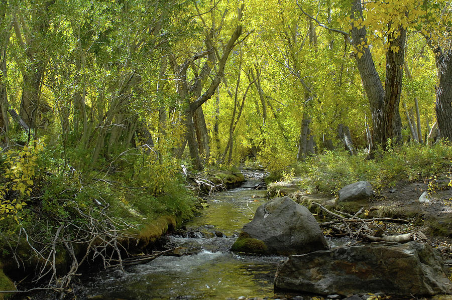 Creekside Shade Canopies - McGee Creek  - CA. Photograph by Bonnie Colgan