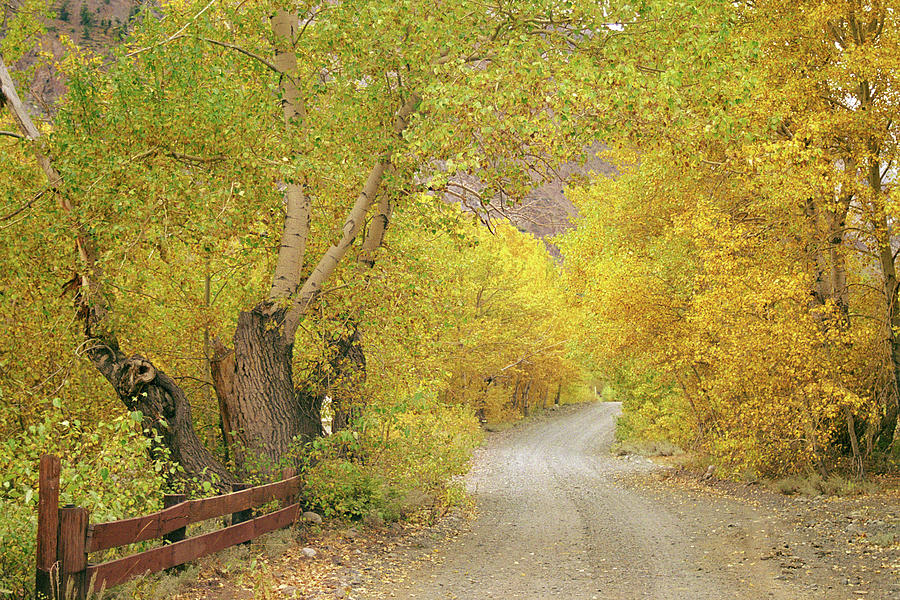 Leaves of Gold - McGee Creek Road, Mammoth Lakes, California Photograph by Bonnie Colgan