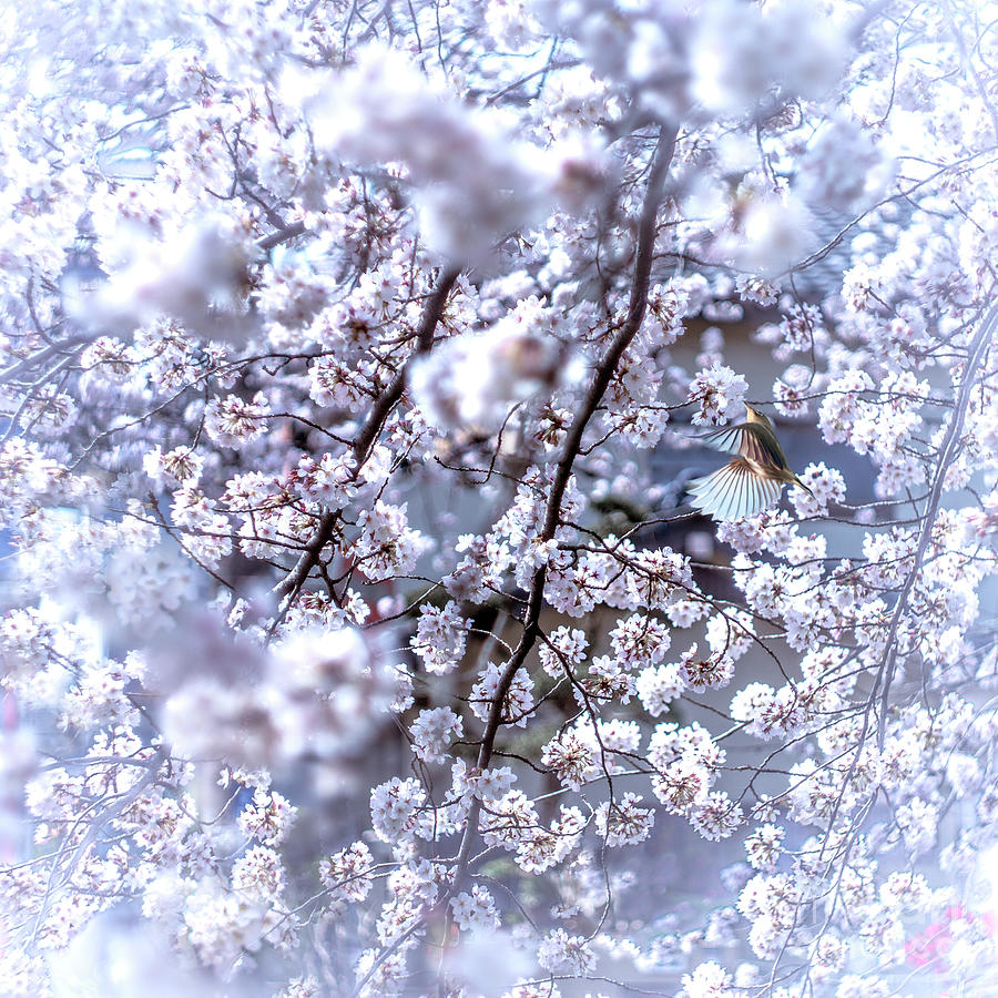 Mejiro Bird And Cherry Blossoms Photograph