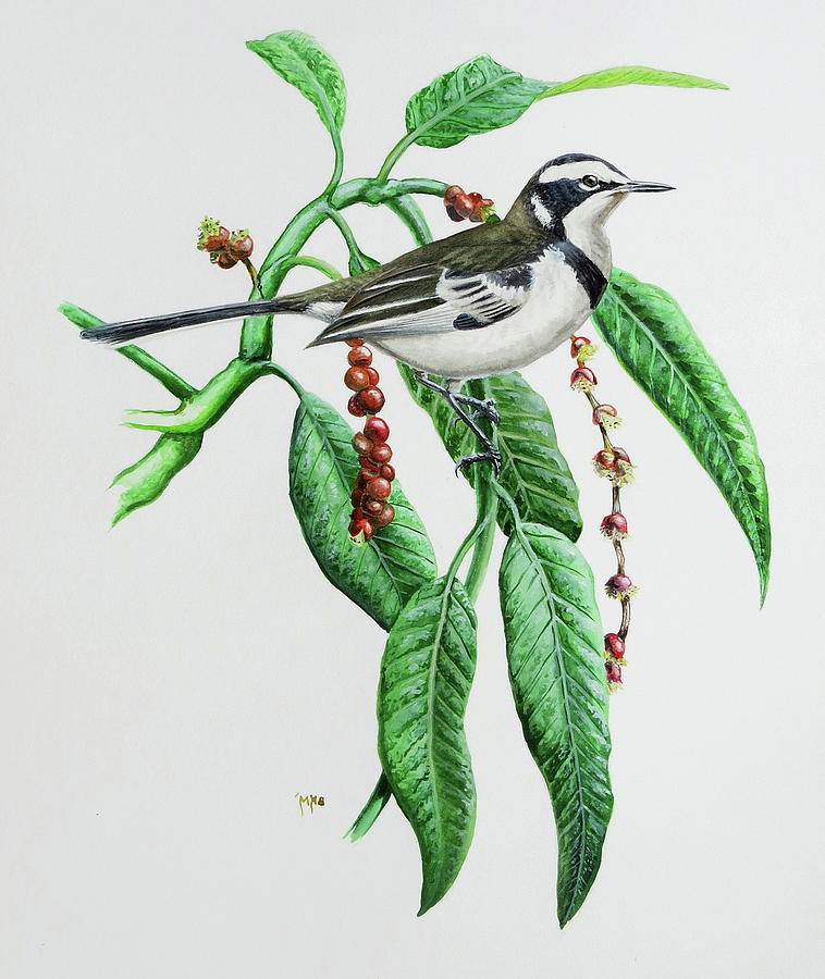 Mekkong Wagtail Painting by Barry Kent MacKay Mekkong Wagtail Painting by Barry Kent MacKay