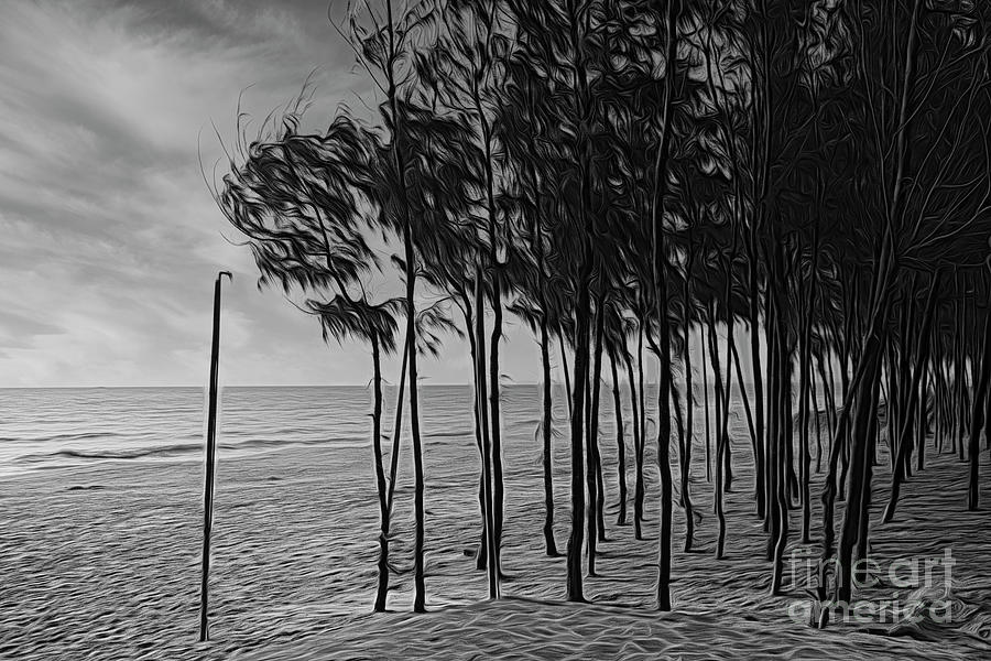 Mekong Shore Vietnam Black White Sand Trees  Photograph by Chuck Kuhn